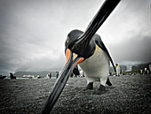 King Penguin (Aptenodytes patagonicus) chomping on the camera