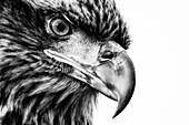 Juvenile Bald Eagle (Haliaeetus leucocephalus) portrait
