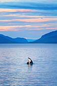 Alaska, Inside Passage, Lindblad, National Geographic, Schwertwal (Orcinus orca)