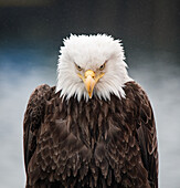 Weißkopfseeadler (Haliaeetus leucocephalus)