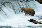 Braunbären (Ursus arctos) fischen in Katmai an einem Wasserfall