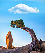 Baum und ausgleichender Felsen im Joshua Tree National Park, Kalifornien