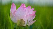 Lotus flower ( Nelumbo nucifera)