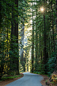 Forest road, Oregon