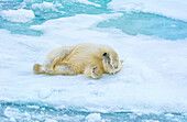 Eisbär (Ursus maritimus) beim Ruhen