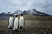 King penguins in South Georgia (Aptenodytes patagonicus)