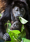 A mother and baby howler monkeys eat leafs in the rainforest canopy.