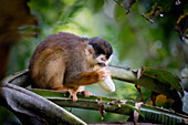 a little squirrel monkeys tries to eat a big banana