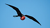 a male frigatebird proudly displays it's bright red inflated pouch.