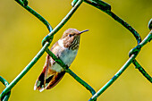 Tiny indeed, perched in a metal mesh fence for comparison