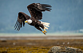 An American Bald Eagle takes off from a top a rock in the intertidal zone of Juneau Alaska