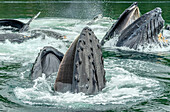 Bubble-Net-Feeding Humpback Whales, Lizard Head, Admiralty Island, Alaska