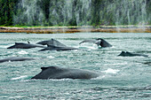 Eine Gruppe von Buckelwalen zieht gemeinsam zum Fressen durch die Gewässer Alaskas.