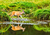 A deer visits a creek in a green meadow in Alaska.