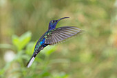 The Violet Sabrewing (Campylopterus hemileucurus) is one of the largest hummingbirds in Costa Rica.