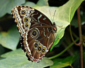 Mit geschlossenen Flügeln zeigt der Blaue Morpho-Falter ein unglaubliches Muster, um potenzielle Fressfeinde abzulenken.