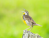 Eastern Meadowlark (Sturnella magna) singing.