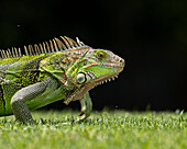 Grüner Leguan (Iguana iguana) im Gras.