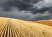 Ein Sturm in der Nähe von Pullman, Washington, über abgeernteten Weizenfeldern mit goldenen Stoppeln