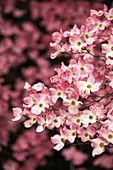 A pink flowering dogwood tree (Cornus florida) in southern Oregon