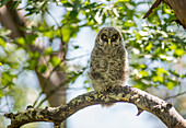 A great gray owl chick/owlet (Strix nebulosa) on a madrone branch in southern Oregon
