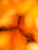 Abstraktes orangefarbenes Irisblumenmakro
