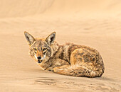 A coyote snarls at the camera curled on the dunes of Isla Magdalena