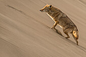 A coyote trots up a sand dune near sunset on Magdalena Island in Baja California Sur