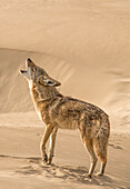 A coyote howls on the sand dunes of Isla Magdalena, Baja California