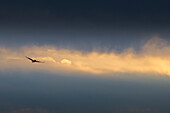 Ein brauner Pelikan fliegt in einer Schicht heller Sonnenaufgangswolken über Bahia Magdalena, Baja California Sur