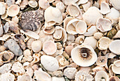 Eine Sammlung von Muscheln, die an einem Strand in Baja California Sur angespült wurden