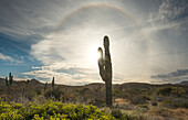 A sunburst peeks from behind a cardon cactus with a rainbow halo. Baja California Sur landscape on Isla Magdalena.