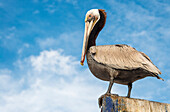 Ein brauner Pelikan blickt in die Kamera und steht auf einem Fischerhafen in Baja California Sur