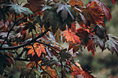 Colorful leaves and trees during Autumn season