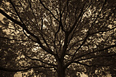 Low angle shot of a tree during a wildfire. season