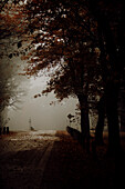 Dark moody abandoned street with colorful leaves and trees during Autumn season
