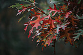 Colorful leaves and trees during Autumn season