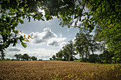 Grain field near Marx, East Friesland, Lower Saxony, Germany, Europe