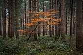 Buche zwischen Nadelbäumen im Urwald Baumweg, Ahlhorn, Niedersachsen, Deutschland, Europa