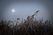 Mond über Schilf bei Frost und Nebel, Etzel, Ostfriesland, Niedersachsen, Deutschland, Europa