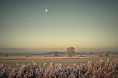 Moon over field in frost and fog, Etzel, East Friesland, Lower Saxony, Germany, Europe