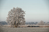 Tree on a field in frost and fog, Etzel, East Friesland, Lower Saxony, Germany, Europe