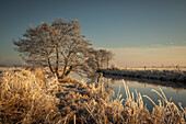 The Friedeburger Deep in frost in the sunlight, Etzel, East Friesland, Lower Saxony, Germany, Europe
