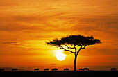 Streifengnu (Connochaetes taurinus) wandernde Herde bei Sonnenuntergang, Afrika