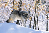 Wolf (Canis Lupus) im Winter, Omega Park, Montebello, Quebec, Kanada