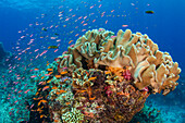 Weichkorallen (Alcyonacea) und Fische, Fidschi