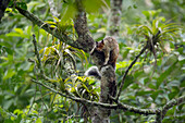 Guayaquil-Eichhörnchen (Sciurus stramineus), Ecuador