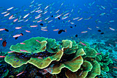 Schule der Scheibenkoralle (Turbinaria reniformis) und Banana Fusilier (Pterocaesio pisang), Great Barrier Reef, Australien