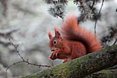 Eichhörnchen mit Eichel auf einem Ast im Wald