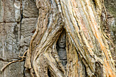 A carved face smiles from between the roots of a tree in Angkor Thom